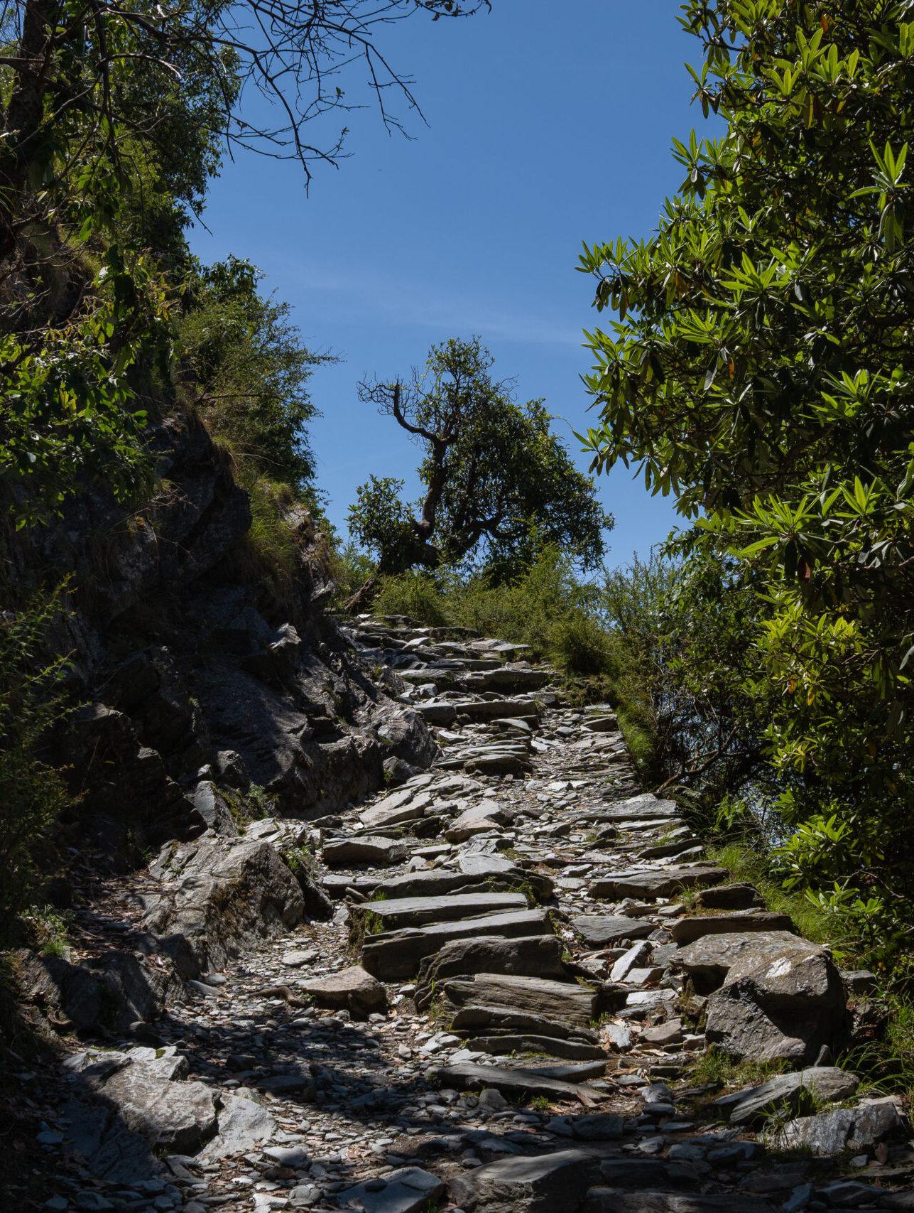 The gravelly section of the Triund Trek trail with a gorgeous blue sky and forest around