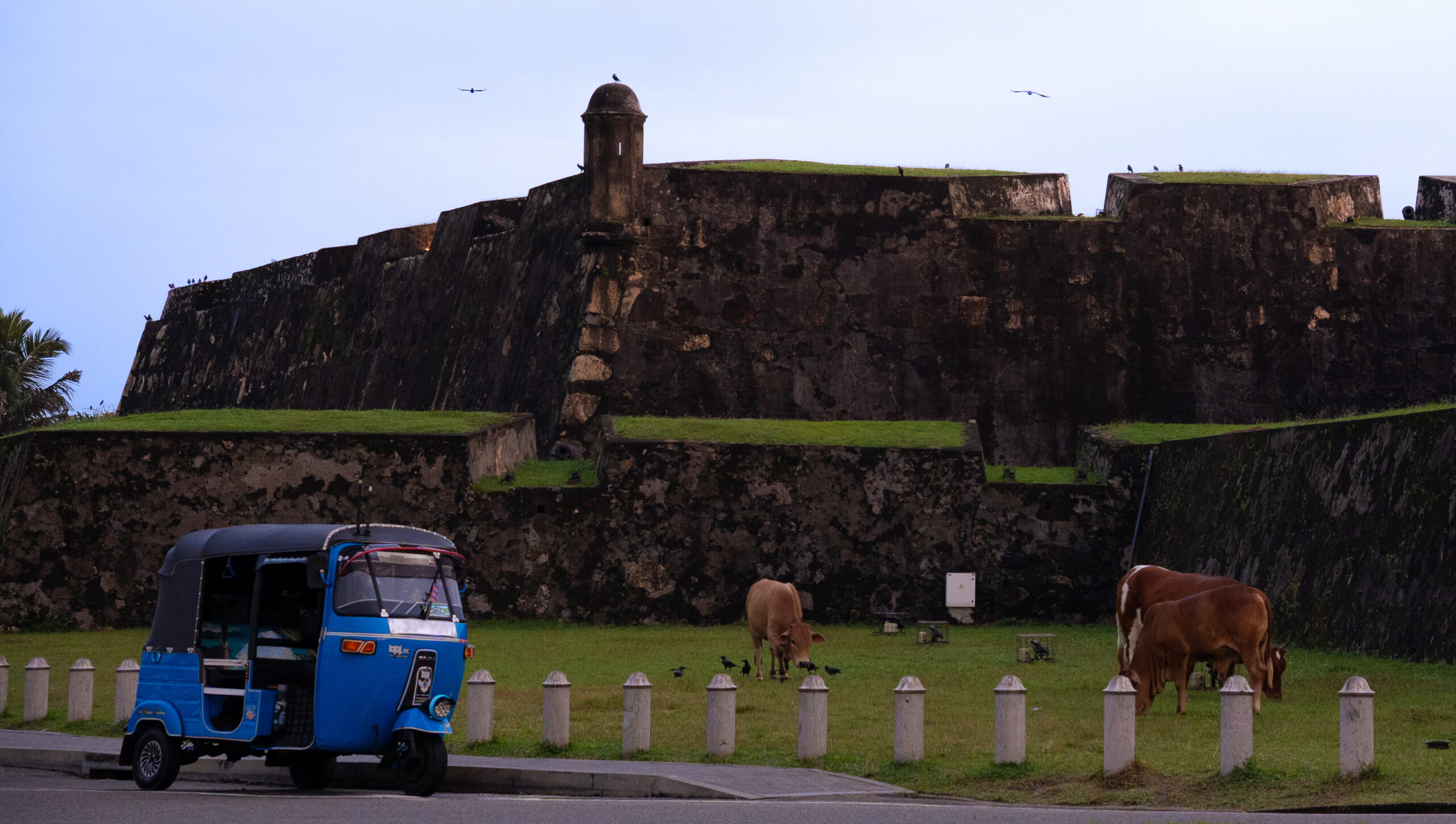 A tuk-tuk waiting outside of Galle Fort walls with cows on the grass nearby