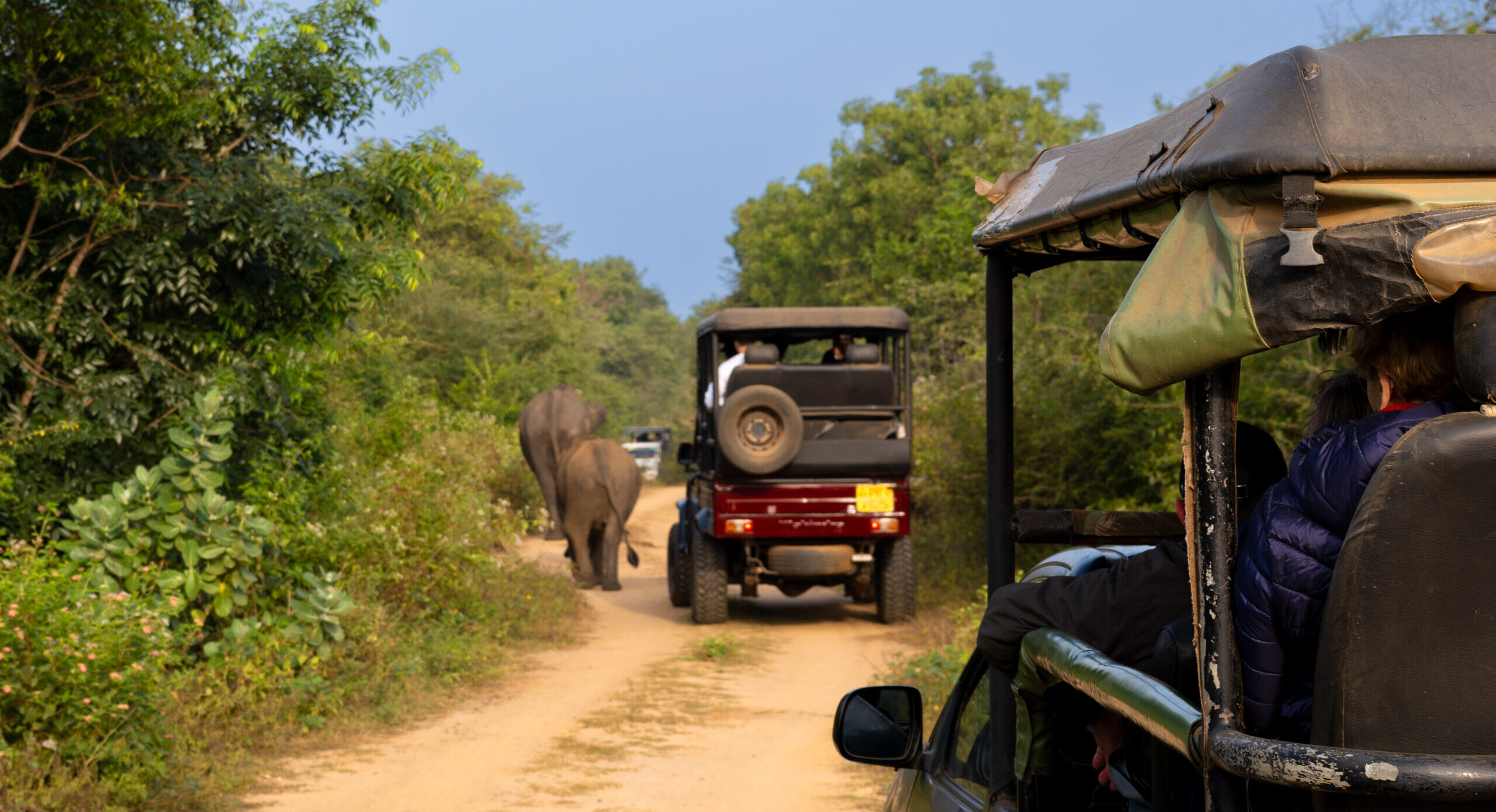 Elephants walking alongside jeeps at a safari tour in Udawalawe National Park, Sri Lanka