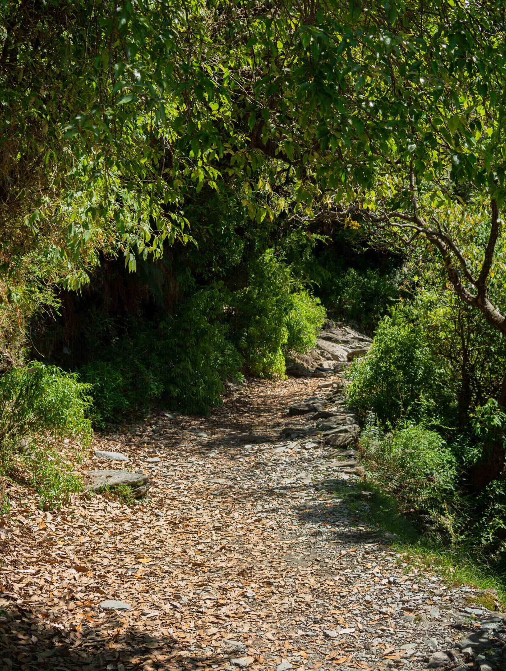 The natural path that starts the Triund Trek surrounded by lush green trees