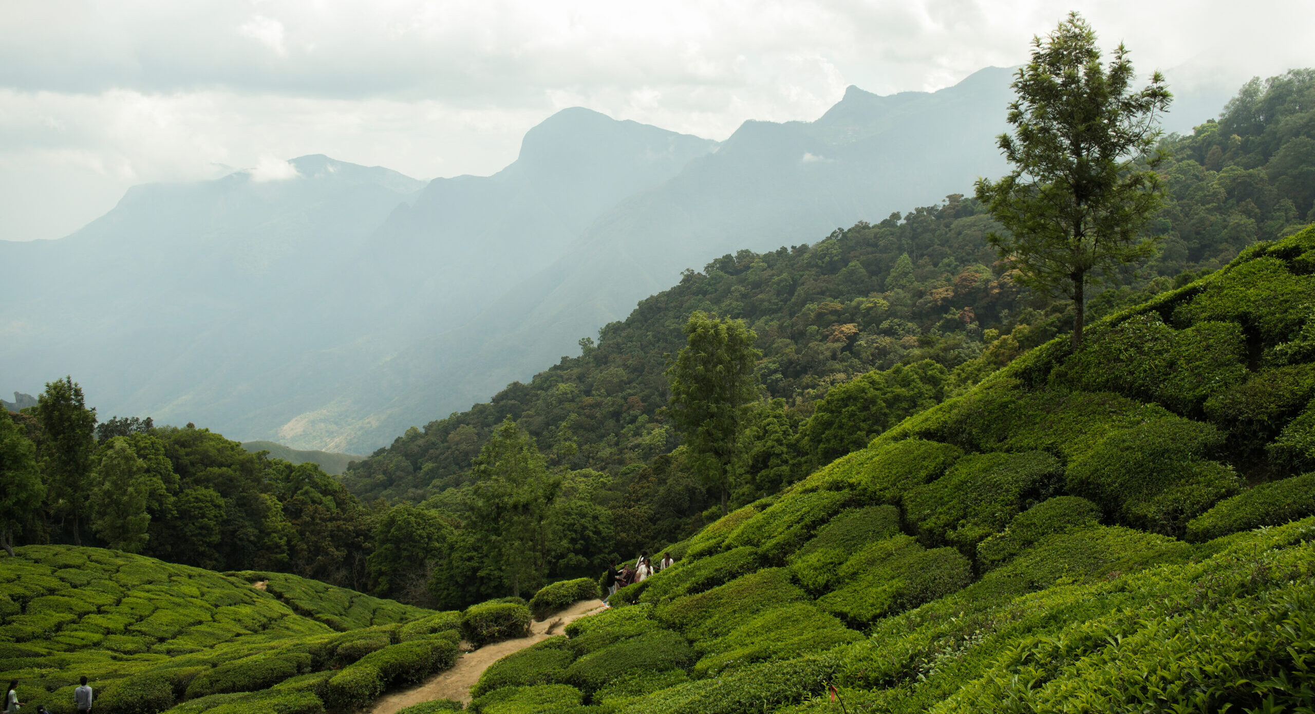 The stunning lush green tea plantations during the Munnar Jeep Tours