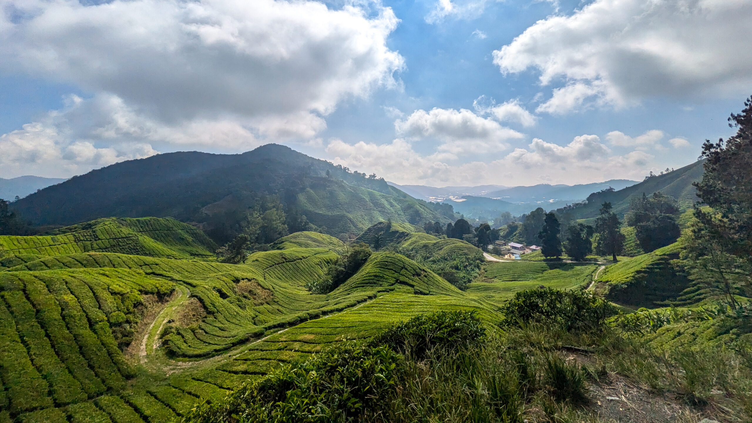 A sweeping, panoramic view of rolling green hills covered in neatly terraced tea plantations, in the Cameron Highlands of Malaysia showcasing the nature of the country. The undulating landscape forms deep valleys beneath a bright sky filled with dramatic, puffy white clouds, with distant mountains fading into a soft haze.