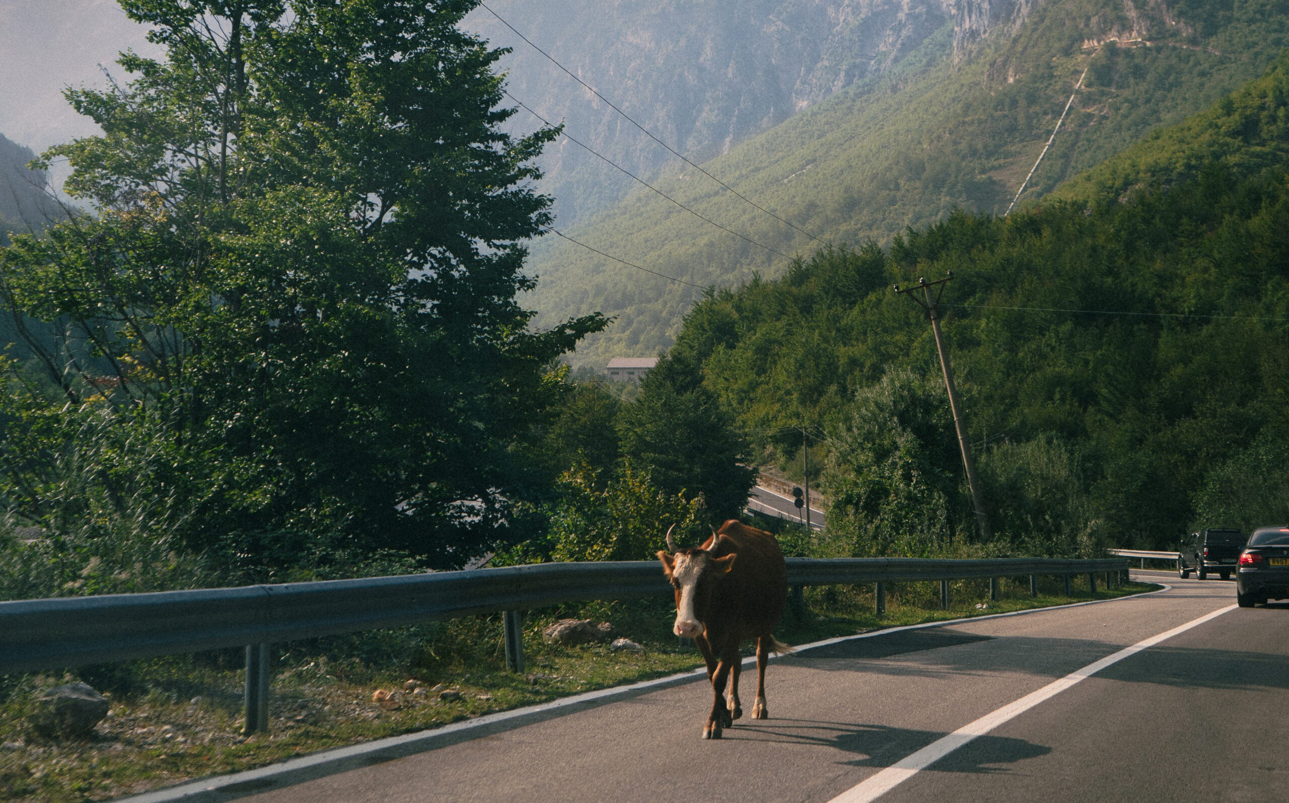 Transport on the roads through the north of Albania surrounded by nature and a casual cow in the road