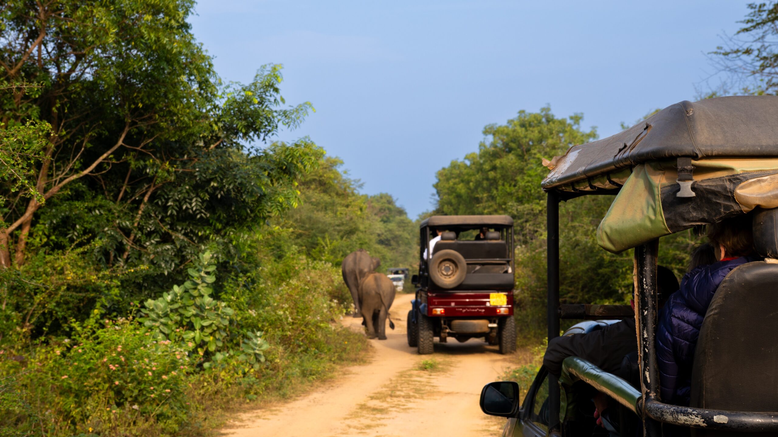 A jeep queue in a national park with elephants in Sri Lanka