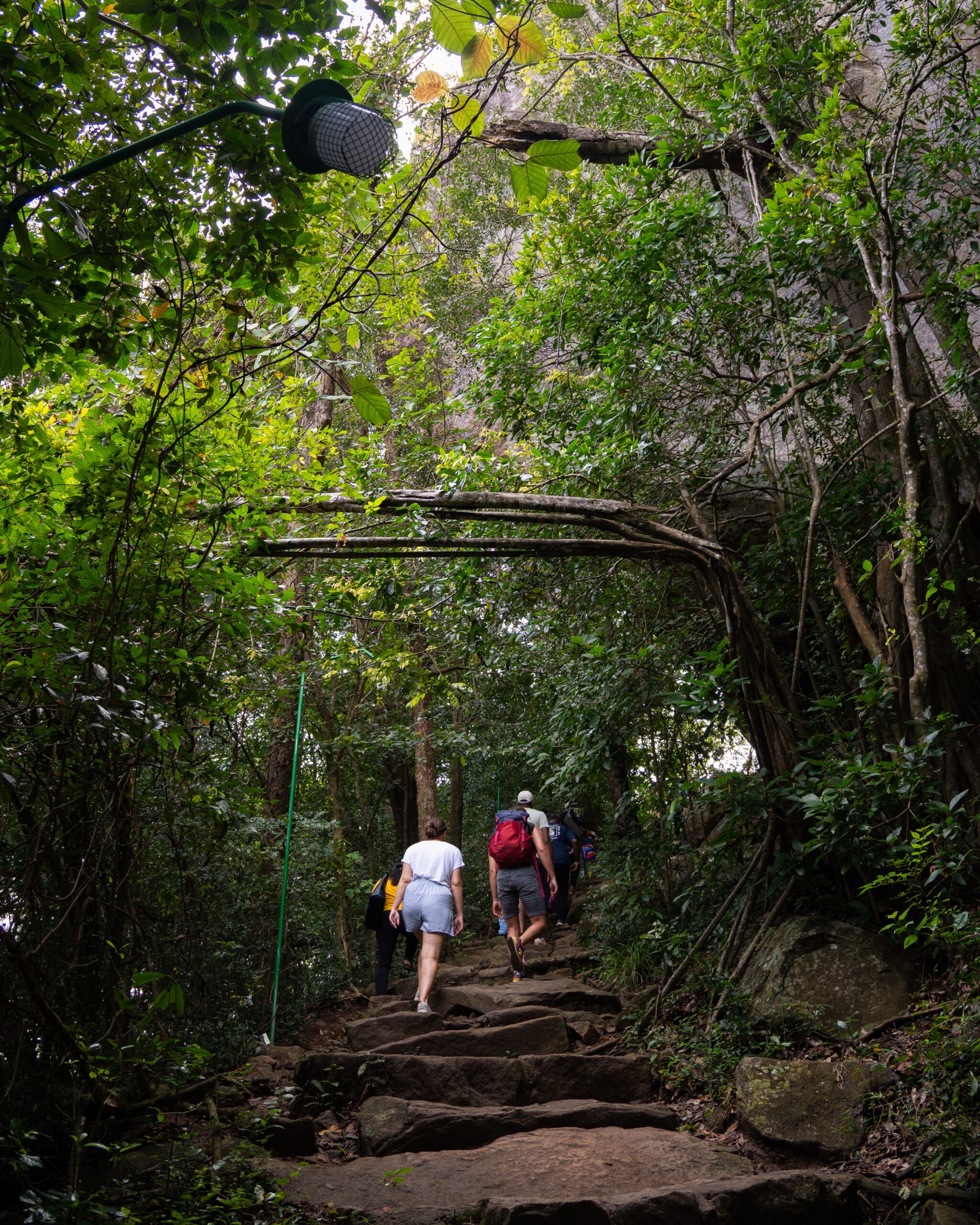 Two hikers walking through a lush, green jungle on a trail in Sri Lanka to Pidurangala Rock