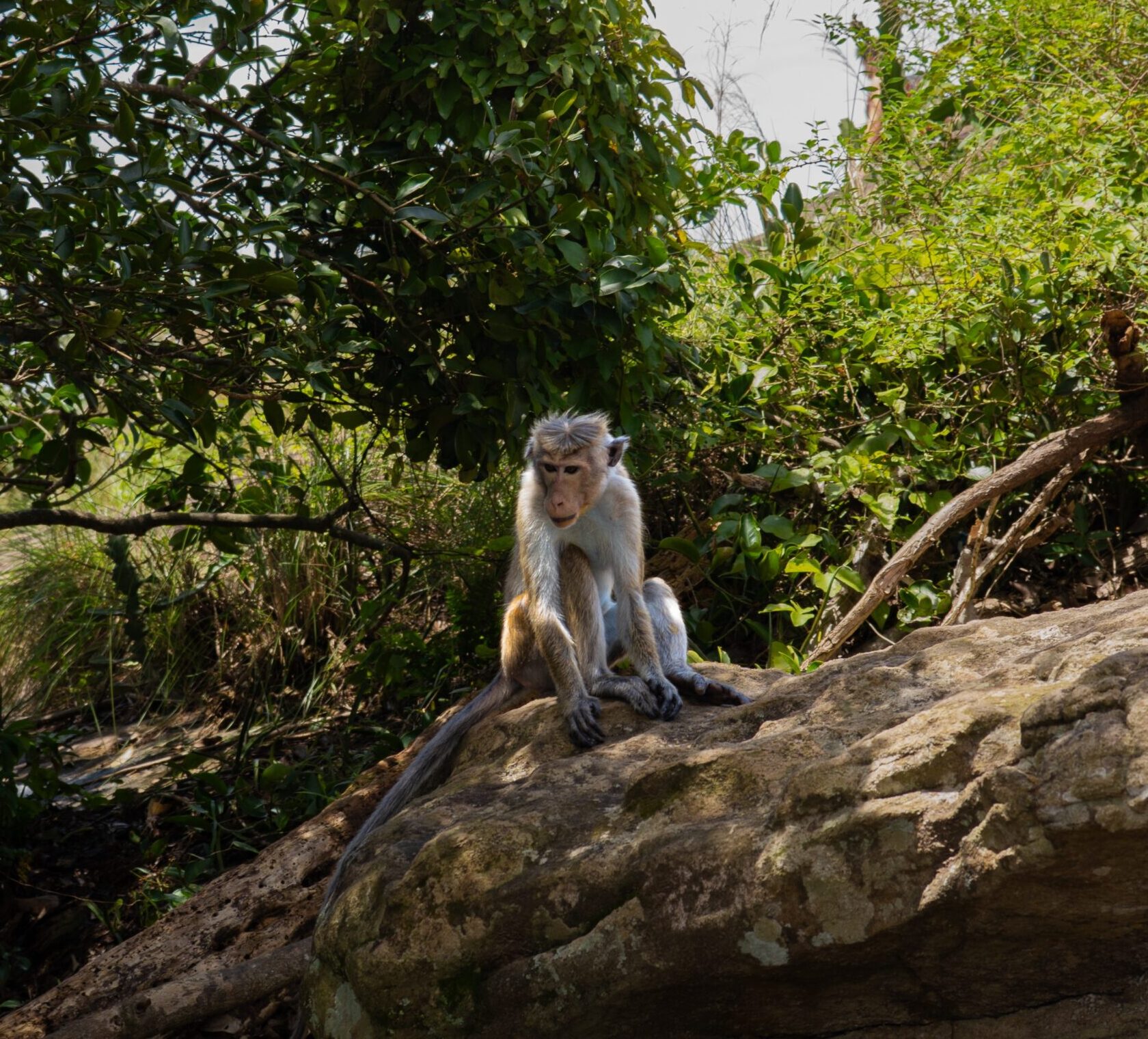 A monkey sat on a rock in the greenery