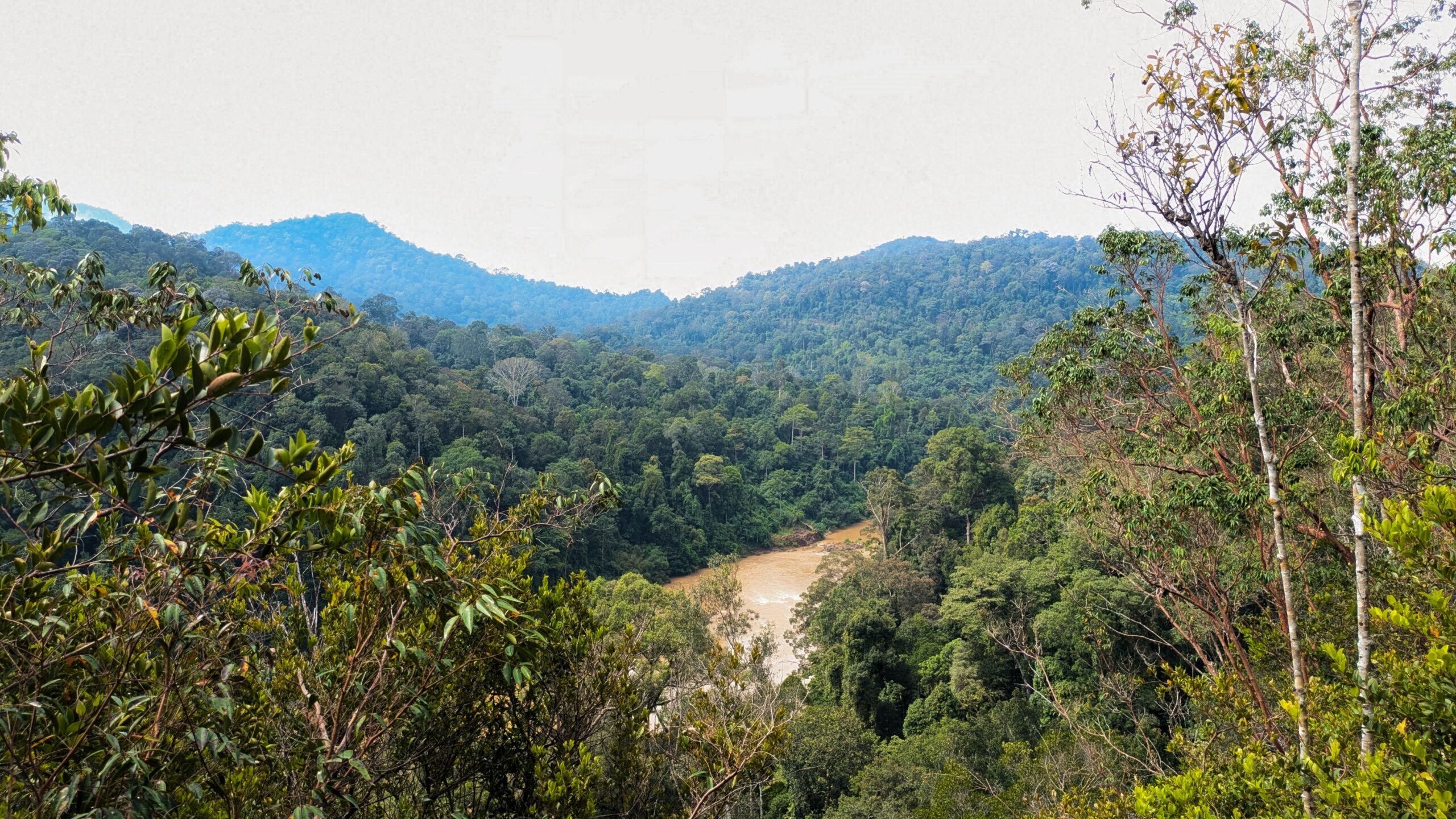 A high-angle view of a thick jungle valley with a winding muddy river beneath rolling hills of Taman Negara
