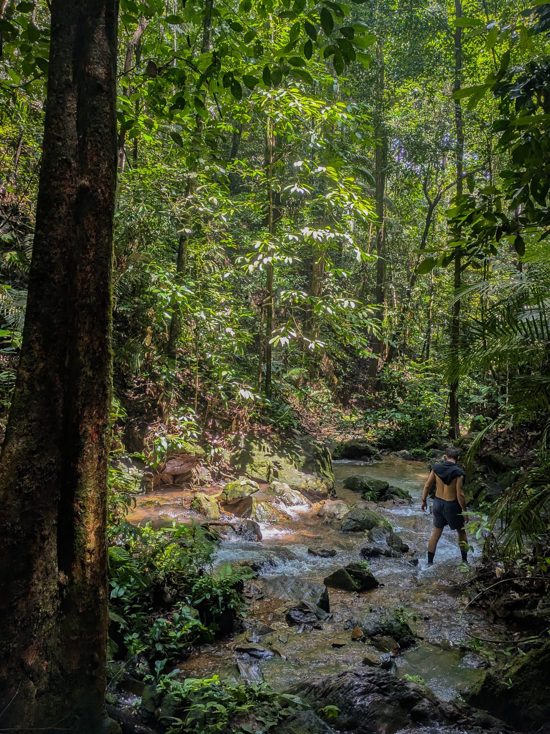 A person wading through a clear rocky stream inside the sunlit, dense tropical rainforest of Taman Negara, Malaysia.