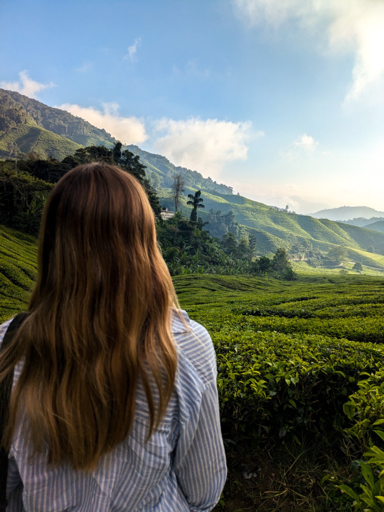 Looking out over lush green tea plantations of the Cameron Highlands in the morning sun