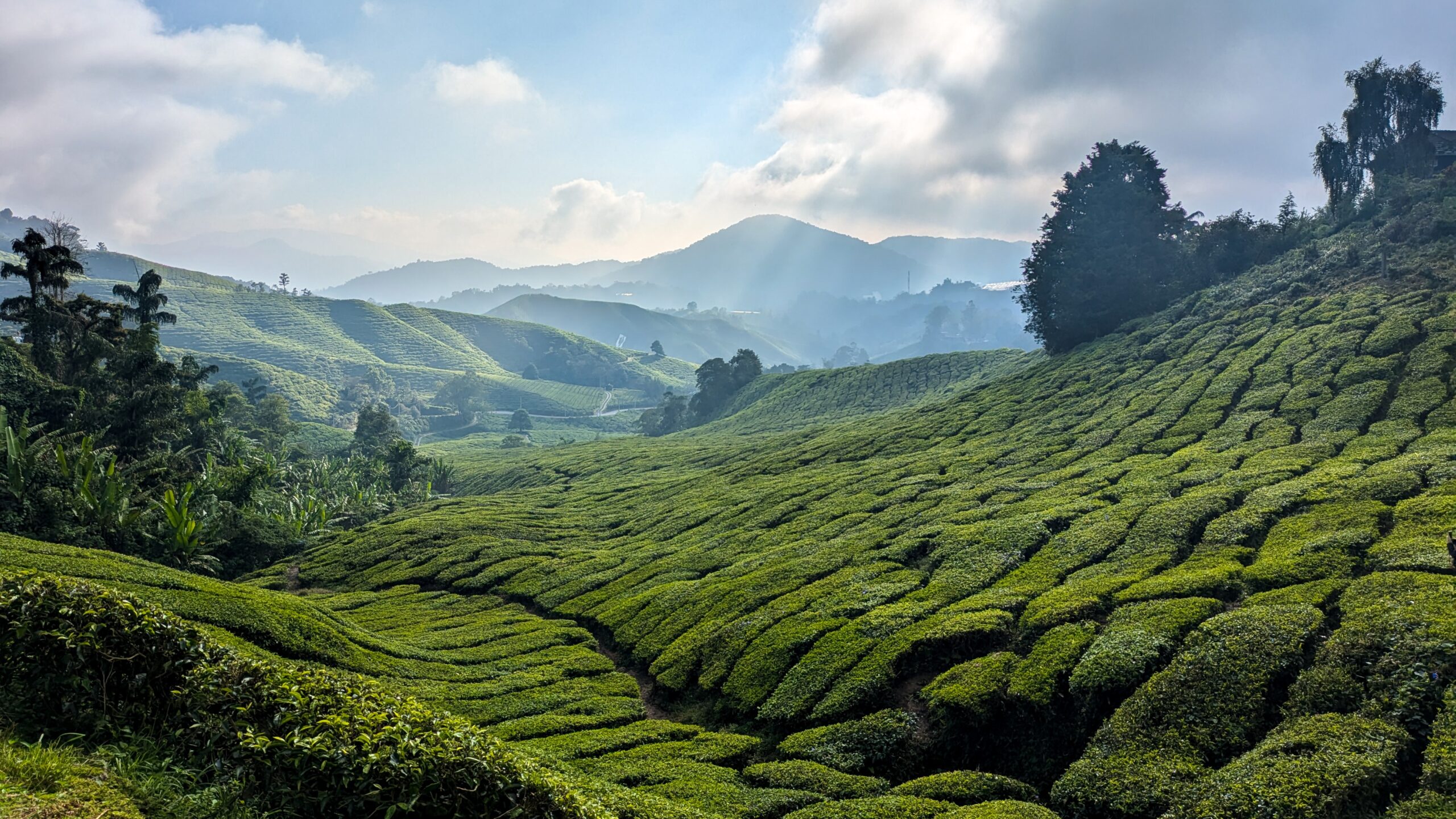 right green terraced tea fields covering rolling hills under a dramatic, sunlit sky in Cameron Highlands, Malaysia.