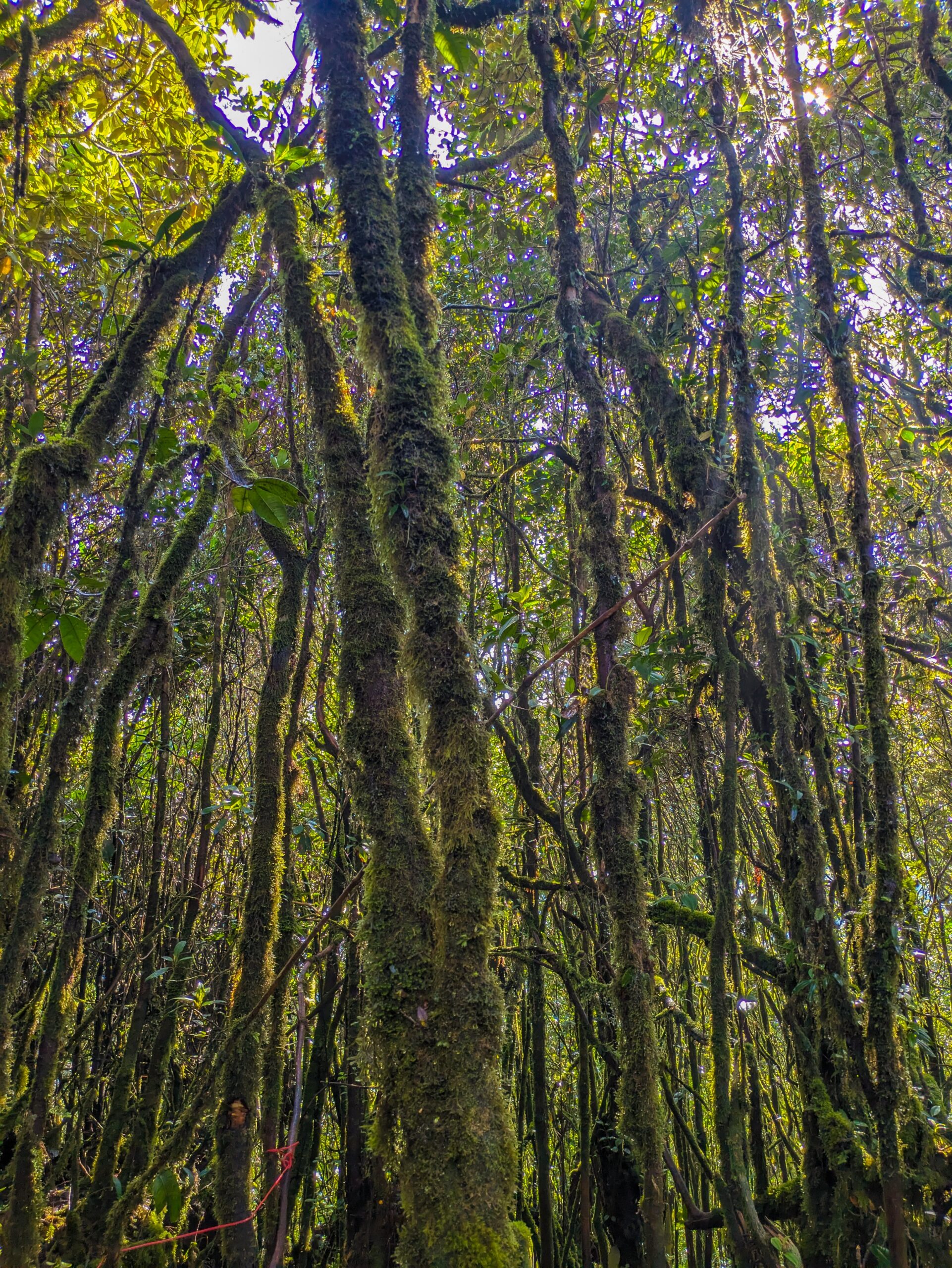 Moss-covered tree trunks reaching toward a sunlit canopy in a dense highland forest called the Mossy Forest in Cameron Highlands, Malaysia.