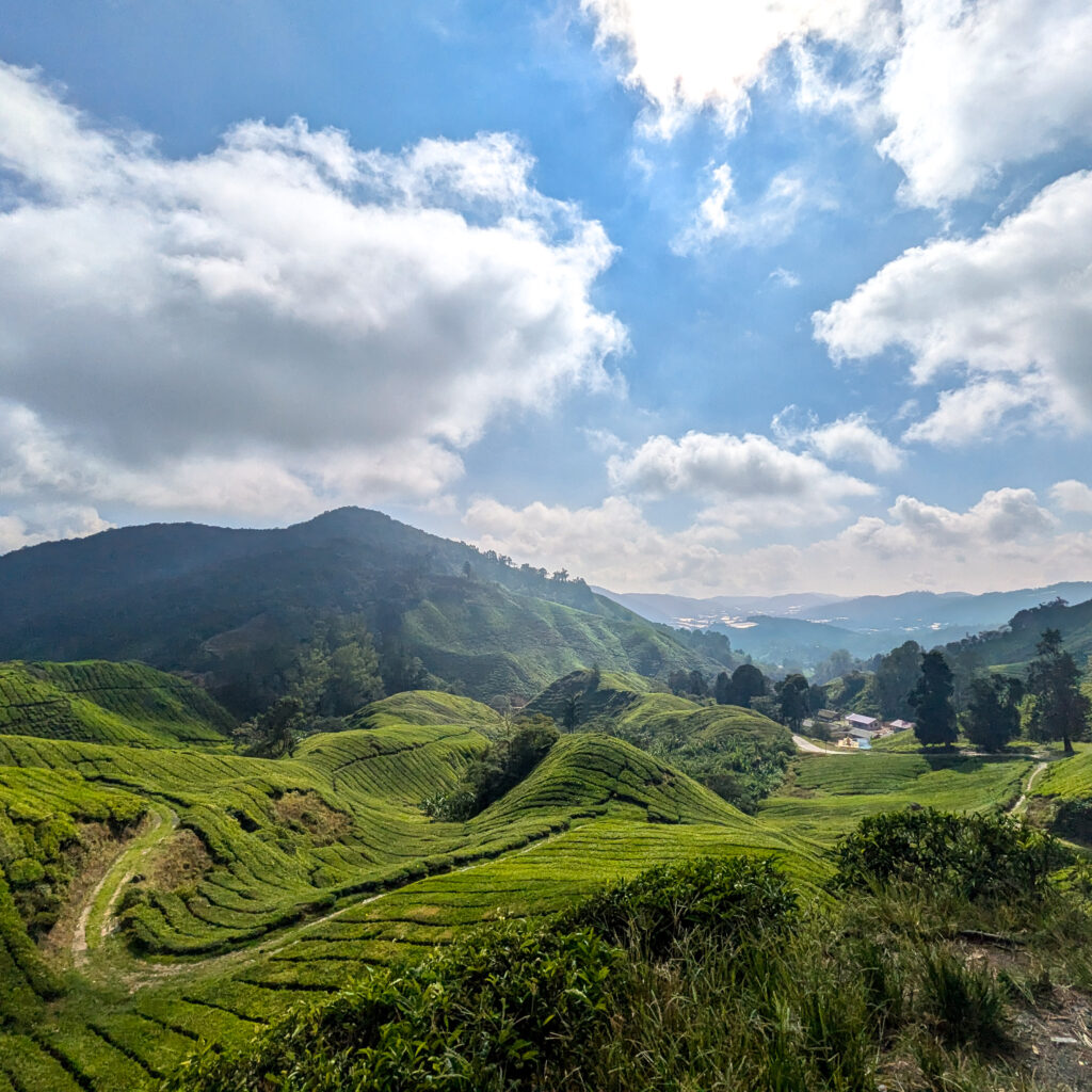 right green terraced tea fields covering rolling hills under a dramatic, sunlit sky in Cameron Highlands, Malaysia.
