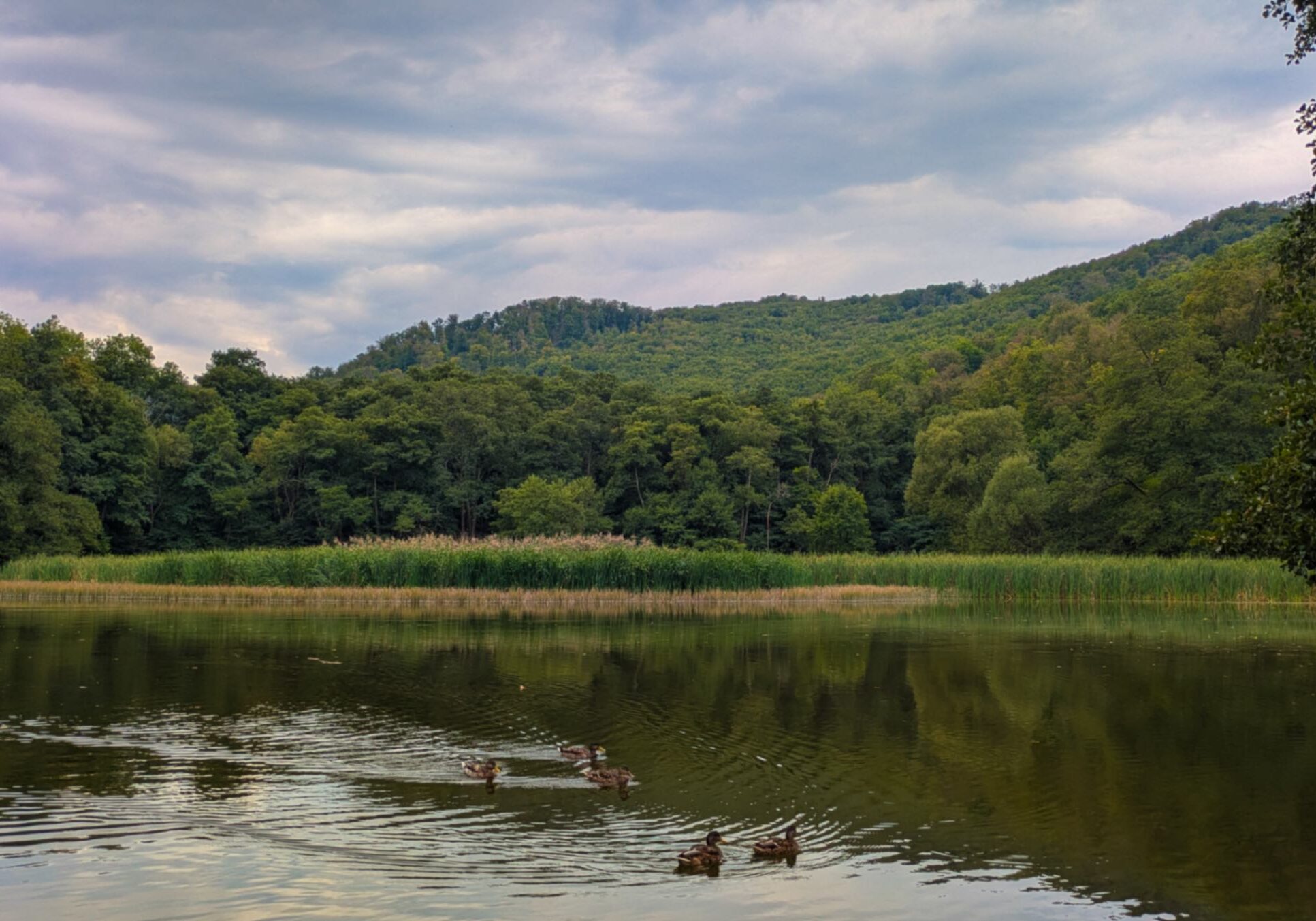 A lake inside of a national park with ducks swimming across the still, relaxing waters that are surrounded by greenery