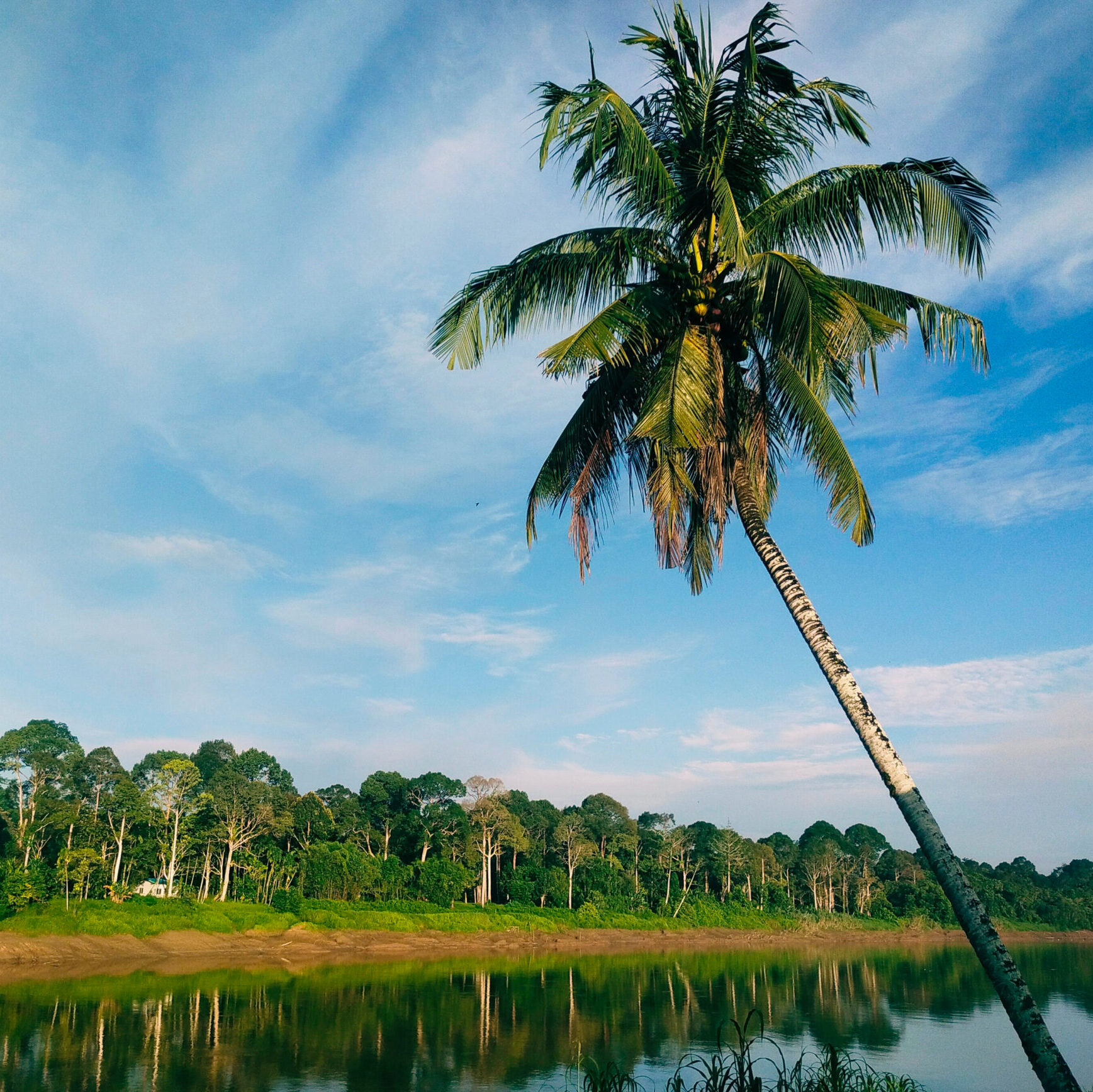 xA tall palm tree leaning over a calm river that reflects a dense green jungle under a blue sky.