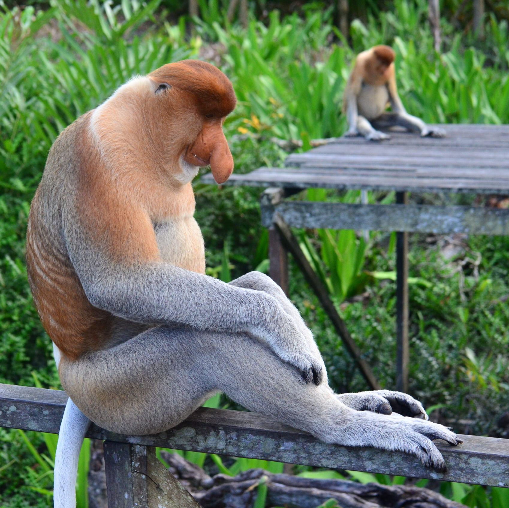 A close-up profile of a unique proboscis monkey sitting on a wooden rail with a green jungle backdrop.