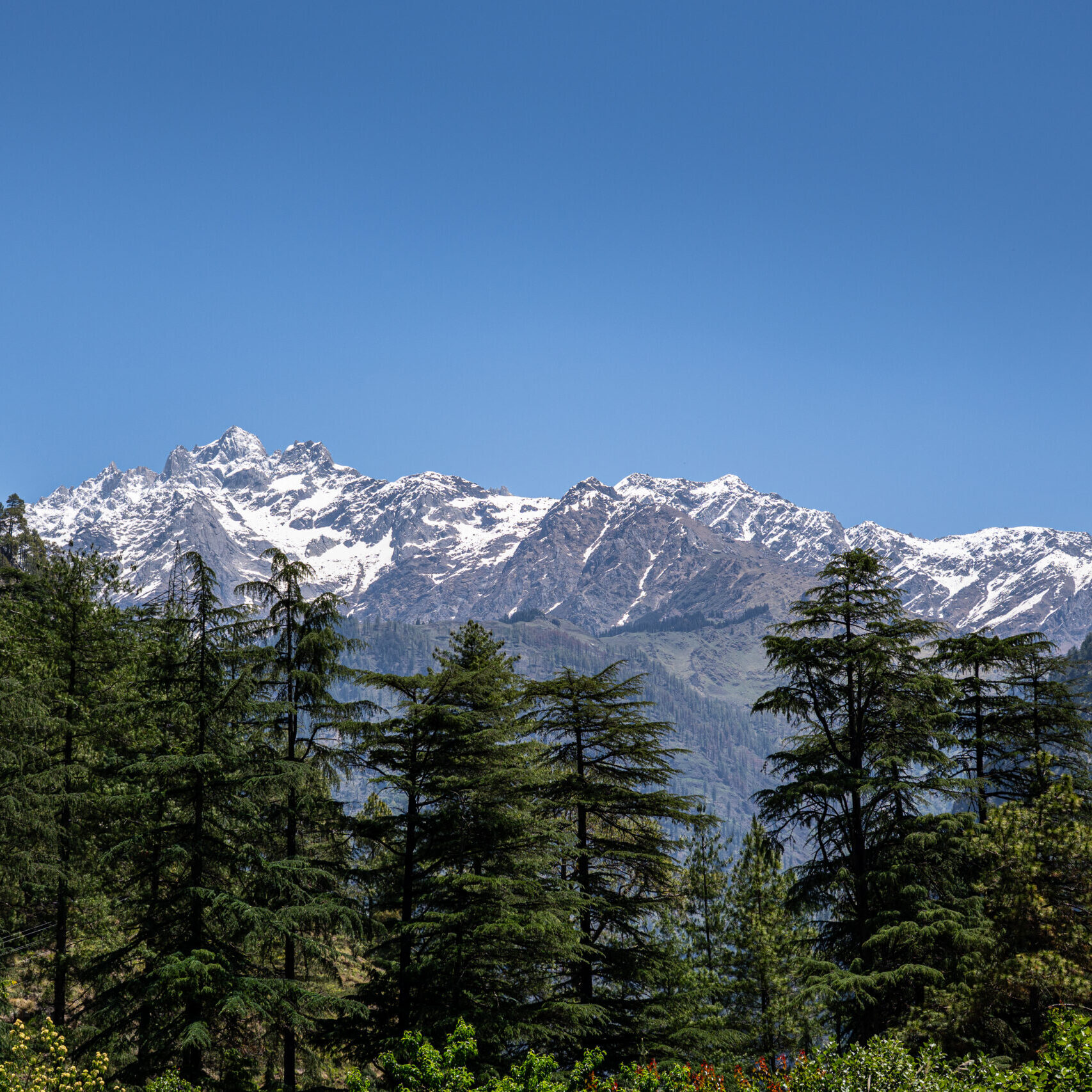 A snow-capped mountain in the distance, under a blue sky, surrounded by green pine trees in Kasol, Himachal Pradesh