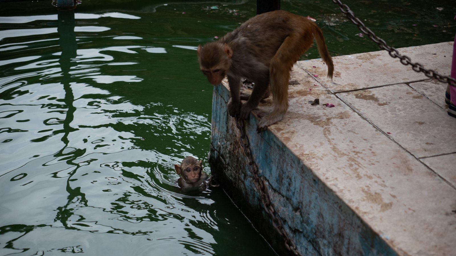 Two monkeys playing near water at Galta Ji in Jaipur
