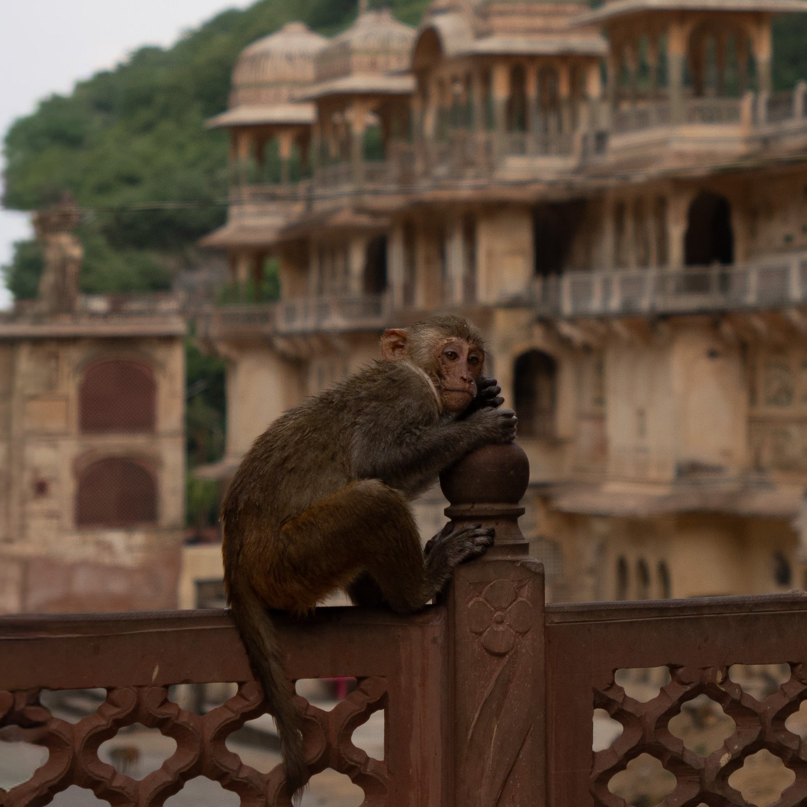 A monkey hugging a pole at Galta Ji