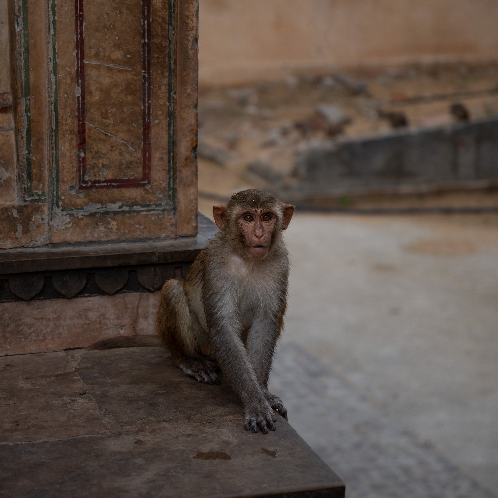A monkey looking suspicious at humans at a temple