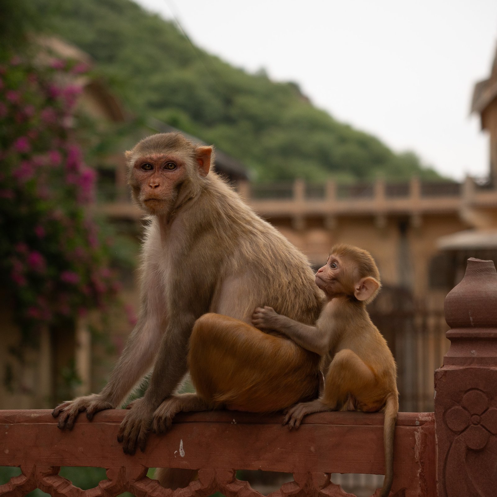An adult monkey with a baby monkey at the Monkey Temple in Jaipur - Galta Ji