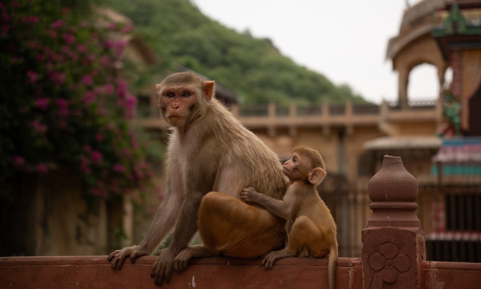 An adult monkey with a baby monkey at the Monkey Temple in Jaipur - Galta Ji
