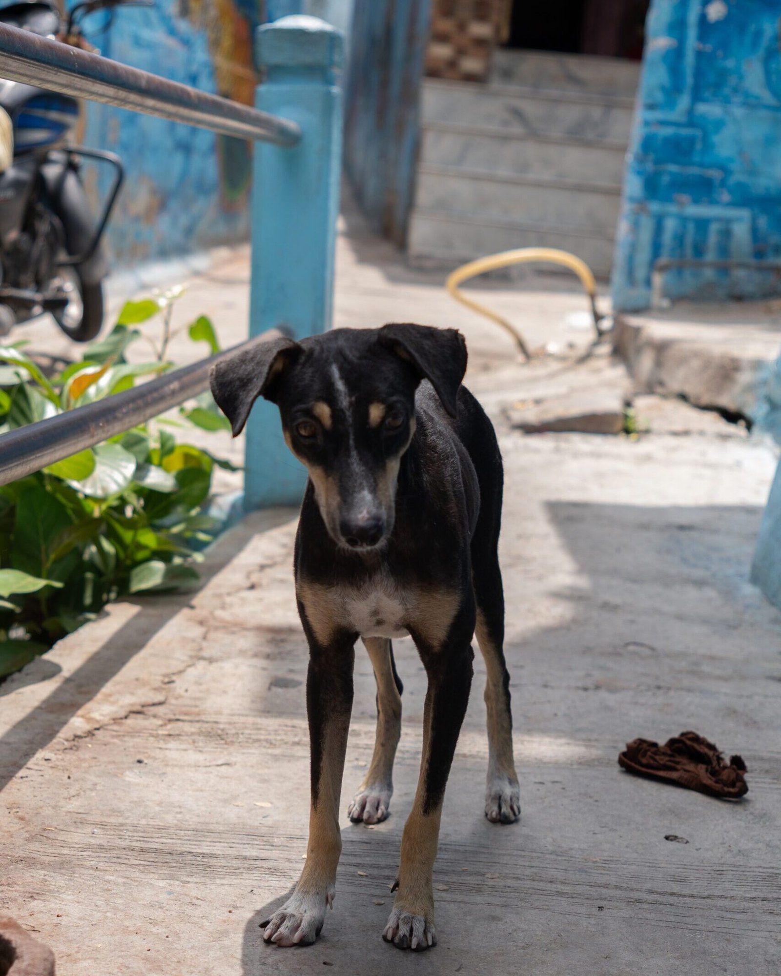 A black and brown dog with blue buildings in the background