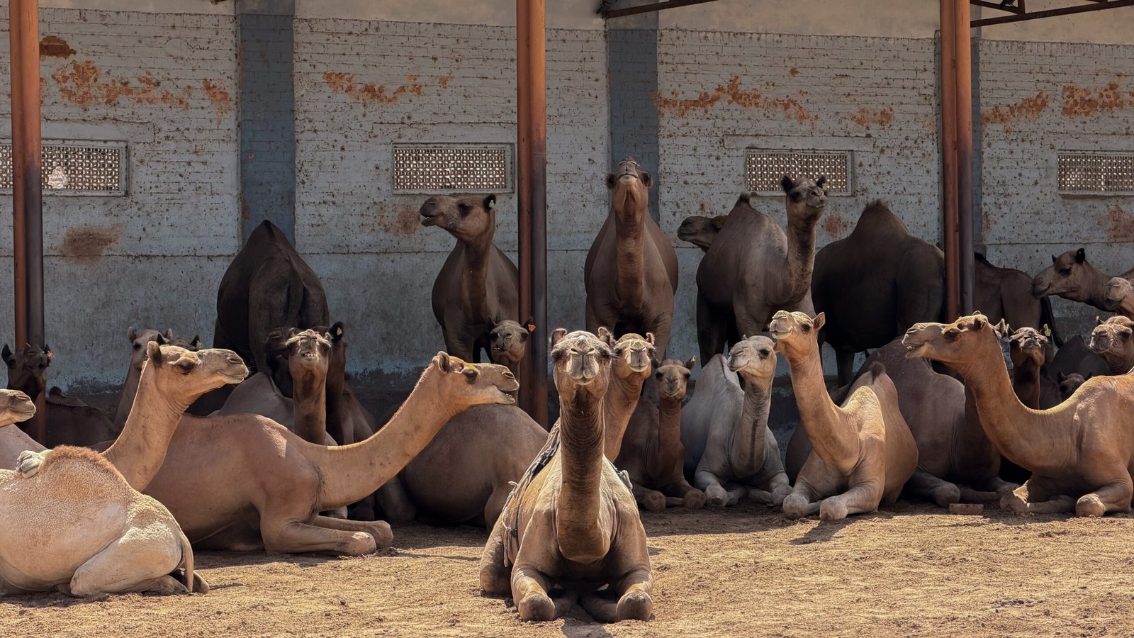 A lot of camels looking towards the camera, resting under shelter