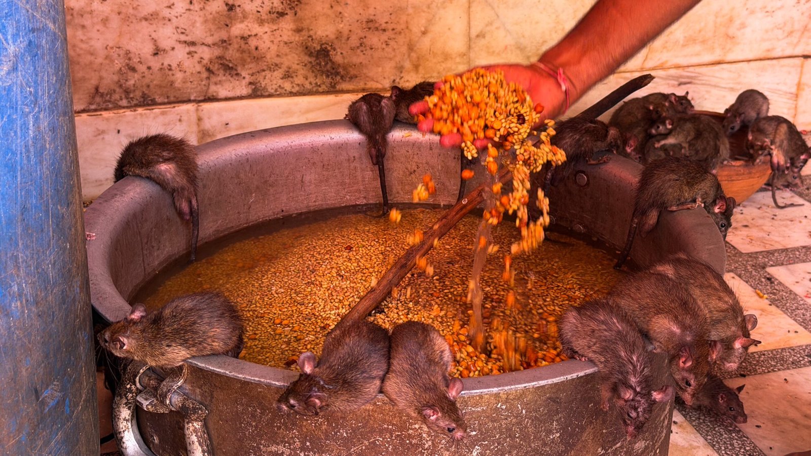 A man putting his hand into a bowl of food with rats around the edge