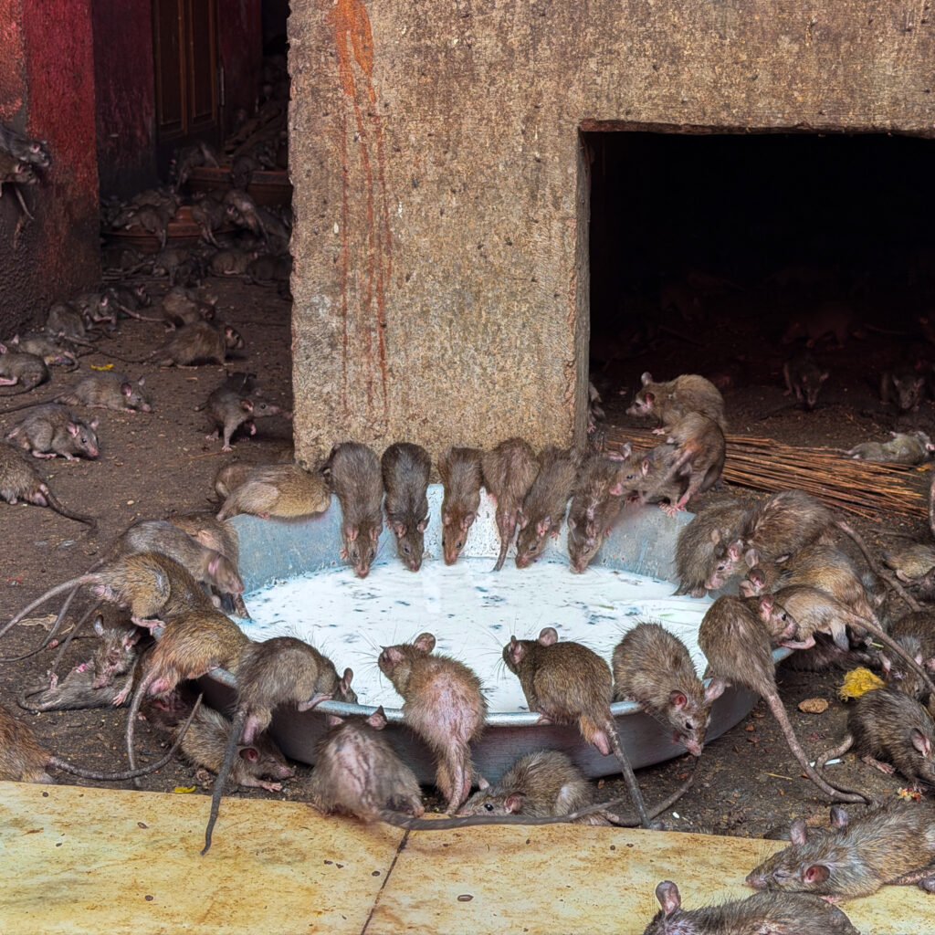 A lot of rats leaning over a bowl of milk inside of a Rat Temple - Karni Mata in Bikaner
