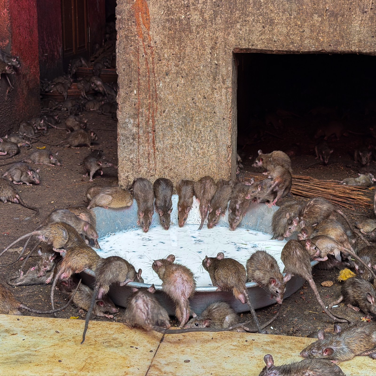A lot of rats leaning over a bowl of milk inside of a Rat Temple - Karni Mata in Bikaner