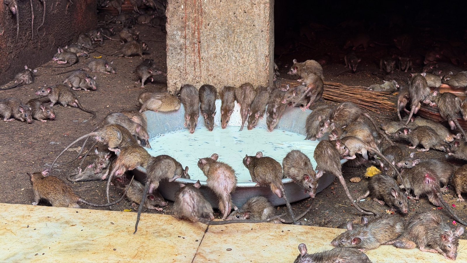 A lot of rats leaning over a bowl of milk inside of a Rat Temple - Karni Mata in Bikaner