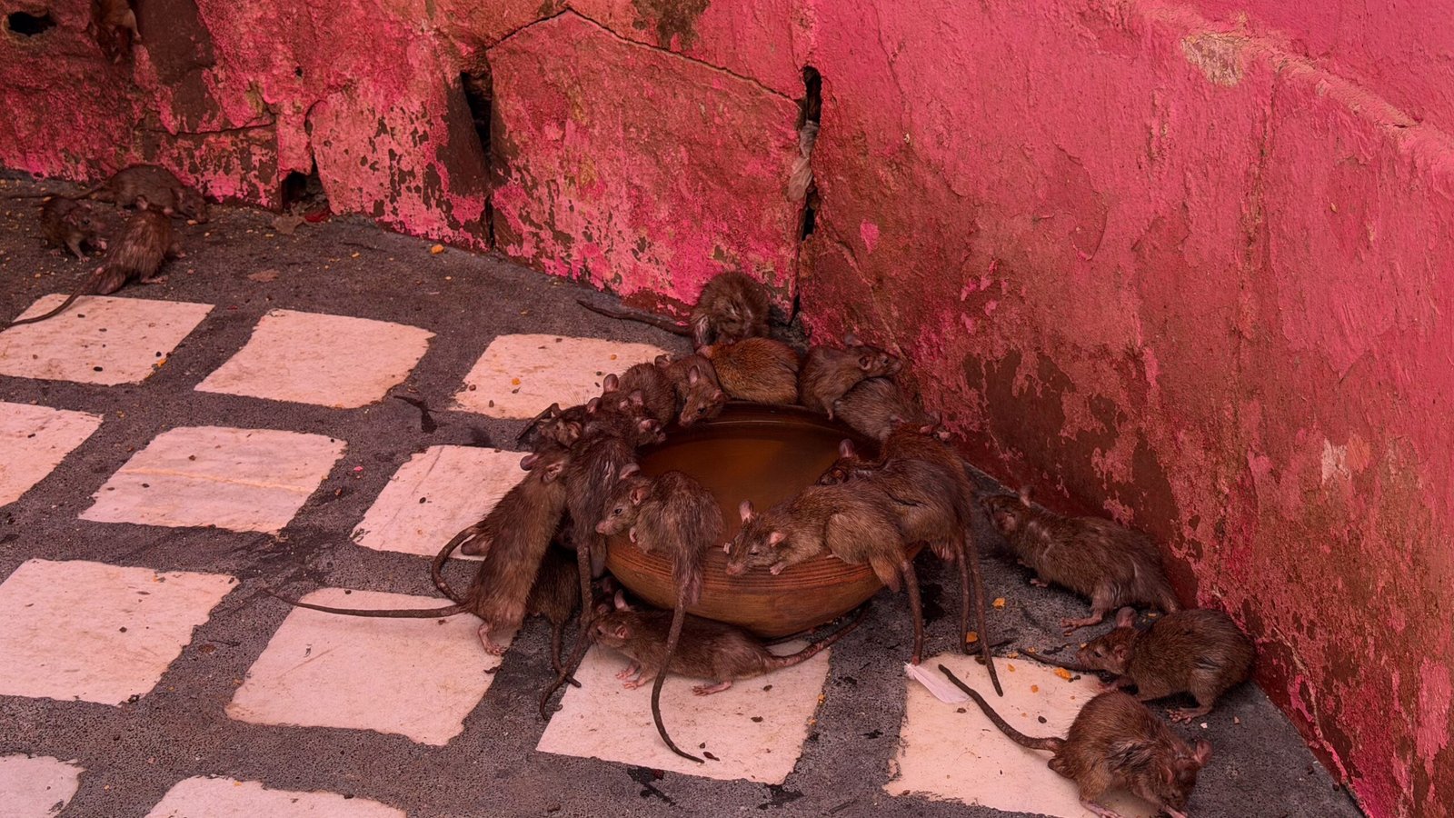 A lot of rats around a bowl of water