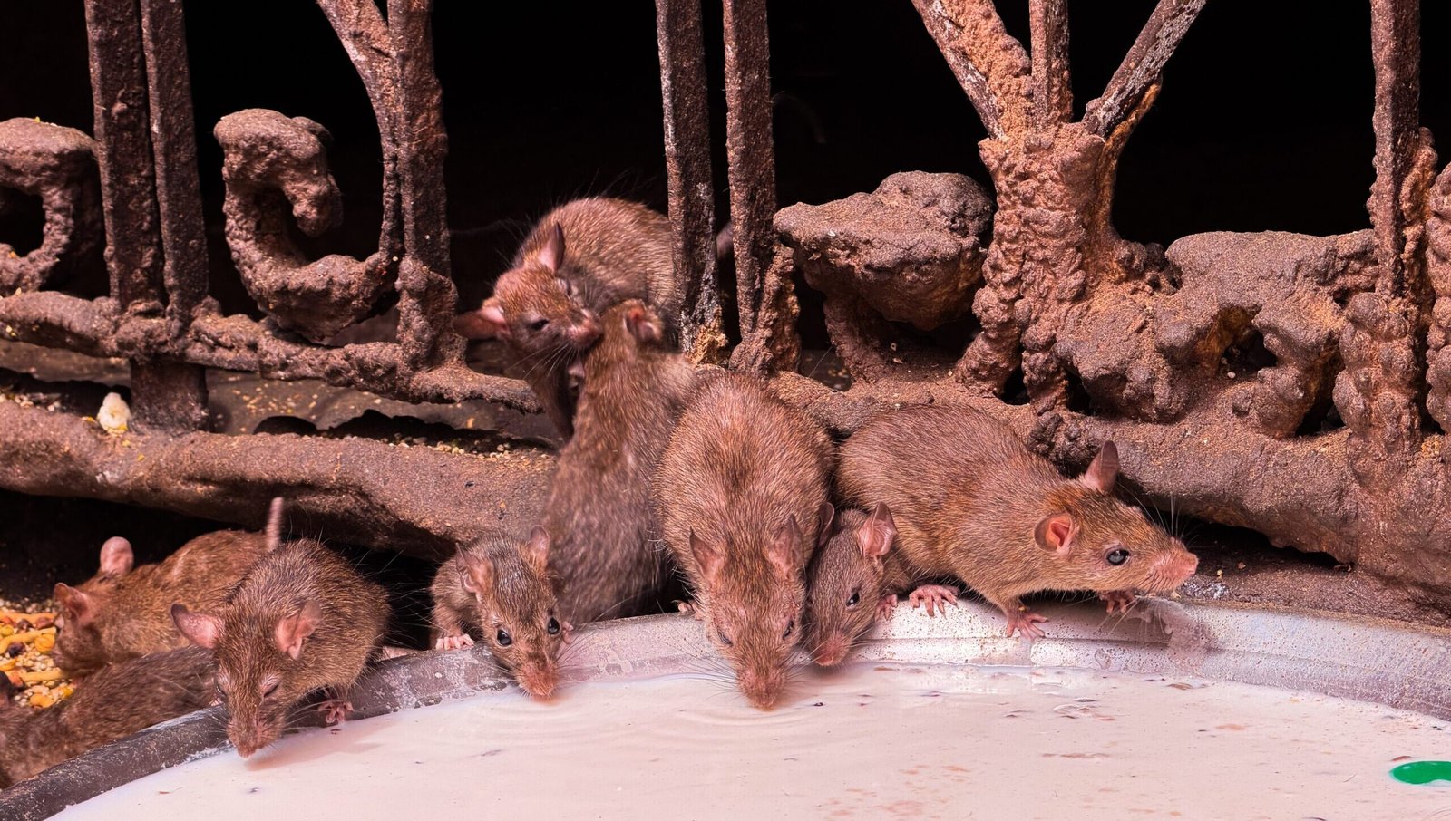 Many rats drinking from a bowl of milk with a rusted gate behind them at the Rat Temple of Bikaner