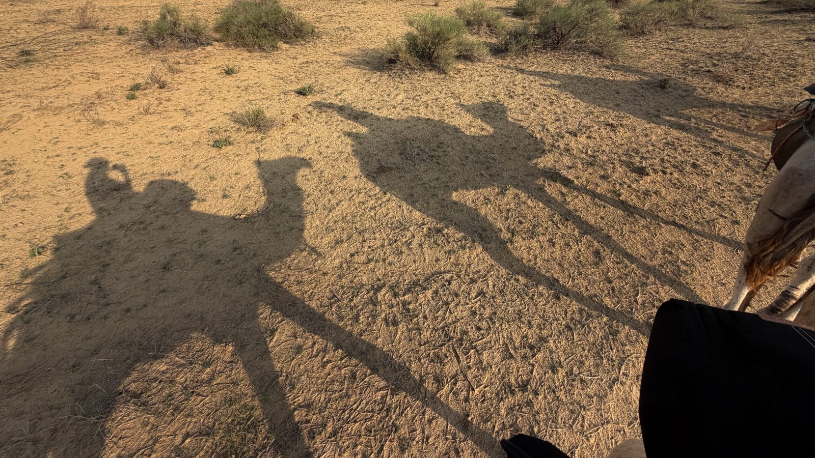 The shadow of 3 camels with riders riding through the Thar Desert of India