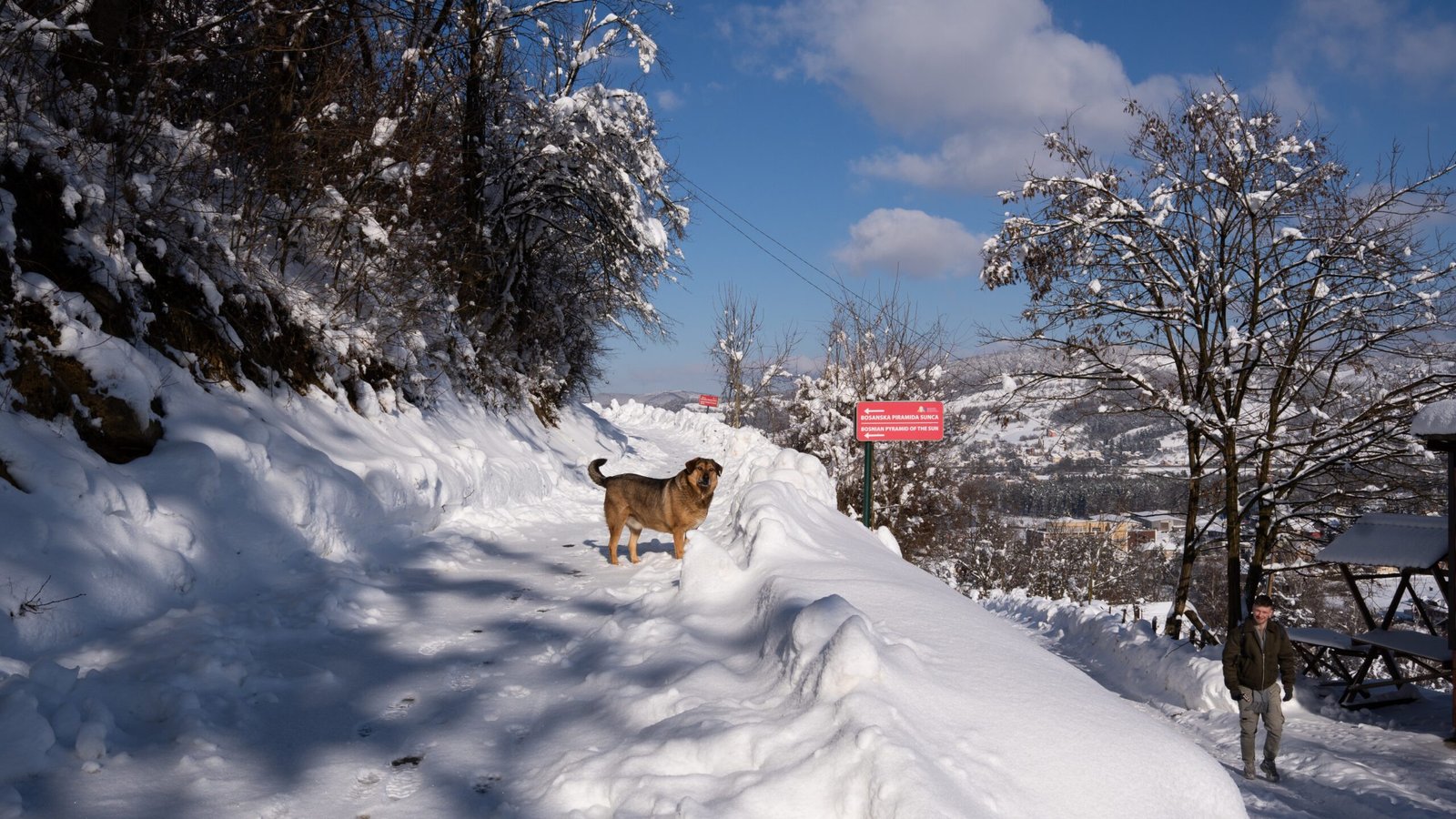 A dog on a trail with lots of snow
