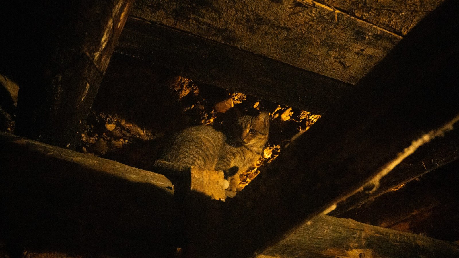 A cat inside a dark cave area